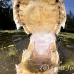 alligator_american_wp_h_0038_fla0520.jpg